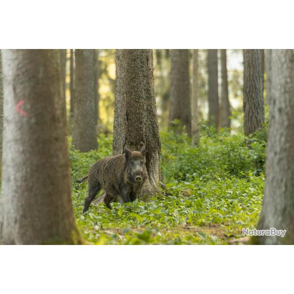 Action de chasse