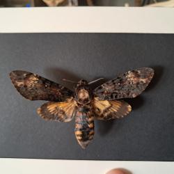 Papillon Sphinx tête de mort en cadre ; Acherontia atropos #6