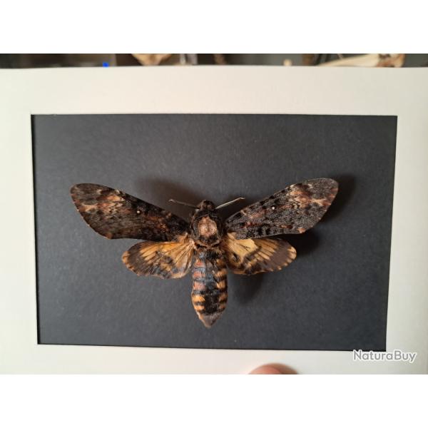 Papillon Sphinx tte de mort en cadre ; Acherontia atropos #6