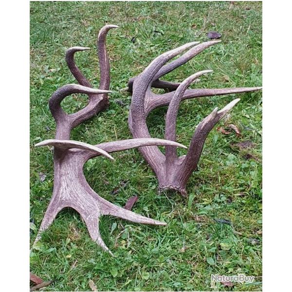 Enorme paire de mues de cerf 16 cors - 10000 grs -  112 cms et 110 cms