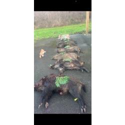 Action de chasse
