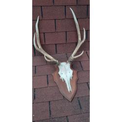 TROPHEE DE CERF  8 cors  Français / massacre sur écusson