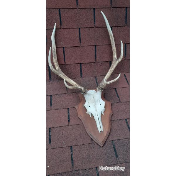 TROPHEE DE CERF  8 cors  Franais / massacre sur cusson