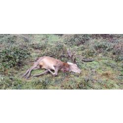 Action de chasse Grand Gibier du lundi