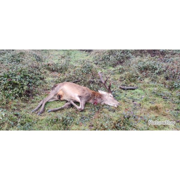 Action de chasse Grand Gibier du lundi