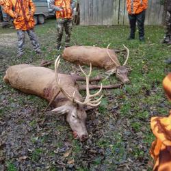 Chasse Grand Gibier Recherche traqueurs avec chiens