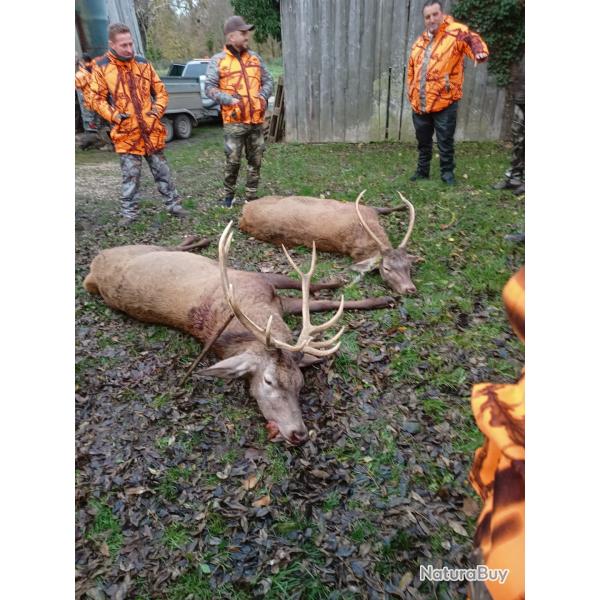 Chasse Grand Gibier Recherche traqueurs avec chiens