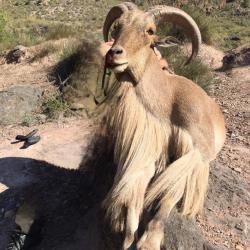 Chasse approche mouflon à manchettes