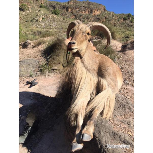 Chasse approche mouflon  manchettes