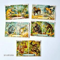 Lot de 6 images chicorée avec une famille de gorille, ourang outang, babouin, mandrill, singe