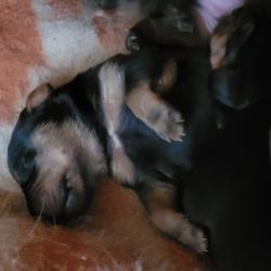 Chiots