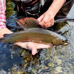 Voyage de pêche en Bosnie