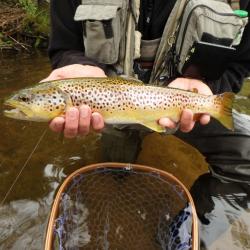Voyage de pêche en Forêt noire