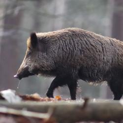 Cherche affût sanglier (chevreuil si possible) dans les bouches du rhone