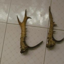 Eléments de supports pour fusil de chasse