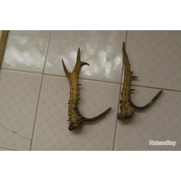 Elments de supports pour fusil de chasse