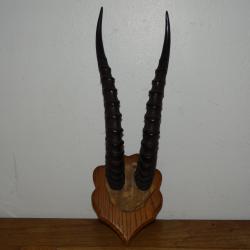 Joli Massacre Cornes de Gazelle de Thomson Origine Afrique vers 1950