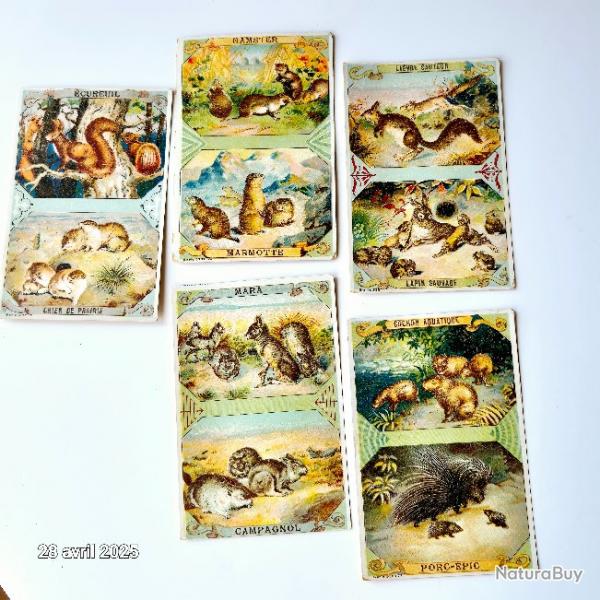 Lot de 5 images chicore avec  des chiens de prairie, des marmottes, des cochons aquatiques, ...