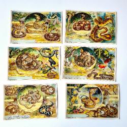 Lot de 6 images chicorée avec  des  serpents de toutes variétés  vipère, anaconda, couleuvre
