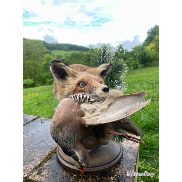 Buste de renard en pieds d'estale