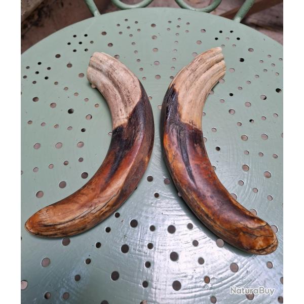 Trs grosse paire de dents de phacochre