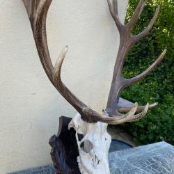 Trophée de cerf - 16 cors