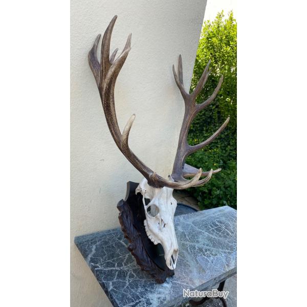 Trophe de cerf - 16 cors