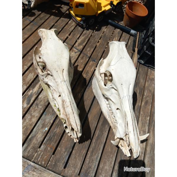 Lot 2 Crnes sanglier