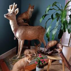 composition animaliére
