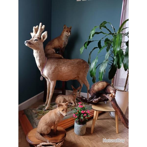 composition animalire