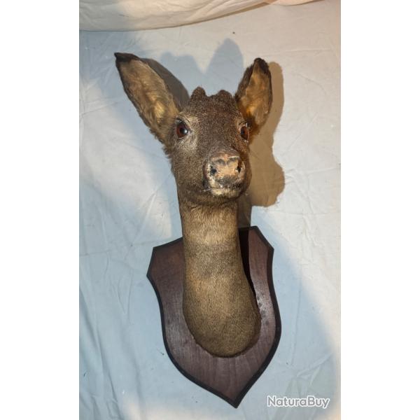 Tte de chevreuil naturalise sur cusson