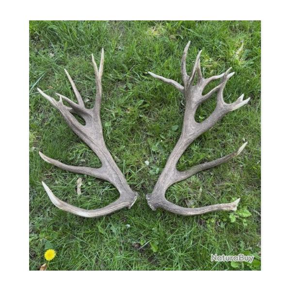 Enorme paire de mues de cerfs - 26 cors - 6400 grs -