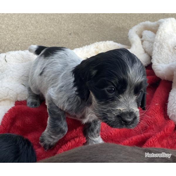 COCKER ANGLAIS Chiots LOF