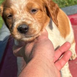 EPAGNEUL BRETON Chiots LOF