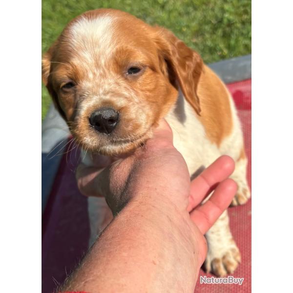 EPAGNEUL BRETON Chiots LOF
