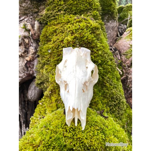 Vritable crne de brocard ,pour y poser des bois n1