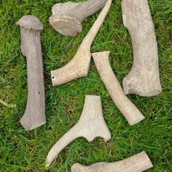 Gros morceau de bois de cerf pour chien à rogner . Un kilo 500 .