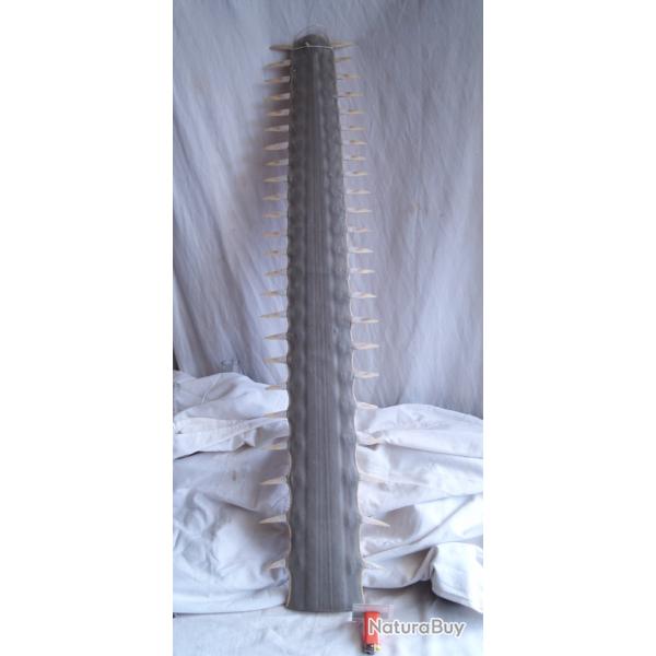 RARE ROSTRE POISSON SCIE SUPER ETAT 88 cm TROPHEE