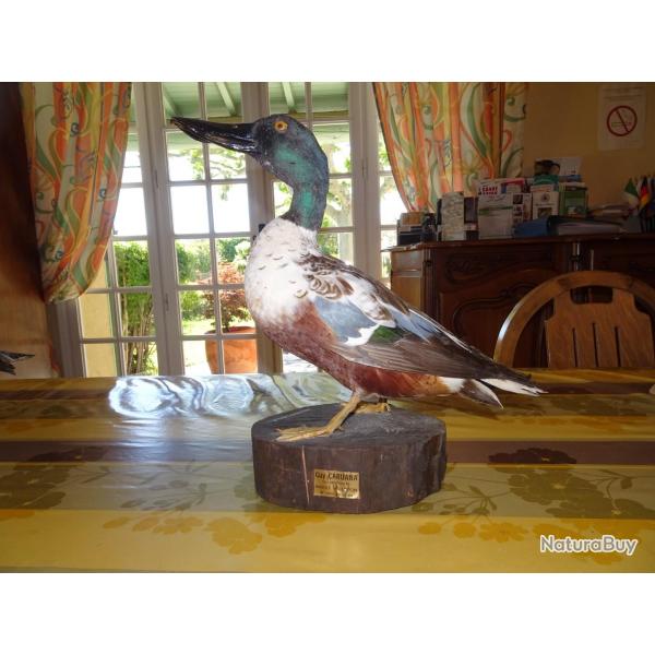 Canard souchet naturalis