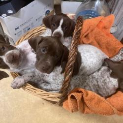 Chiots Braques Français grandes origines chasse