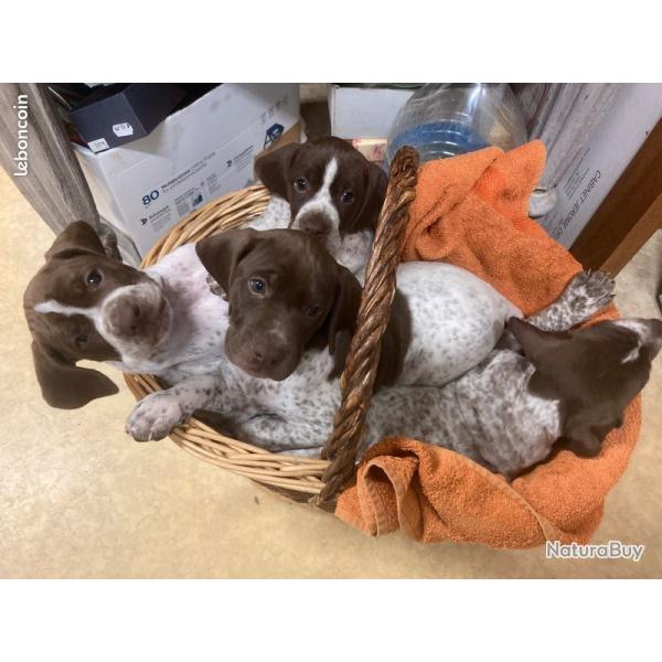 Chiots Braques Franais grandes origines chasse