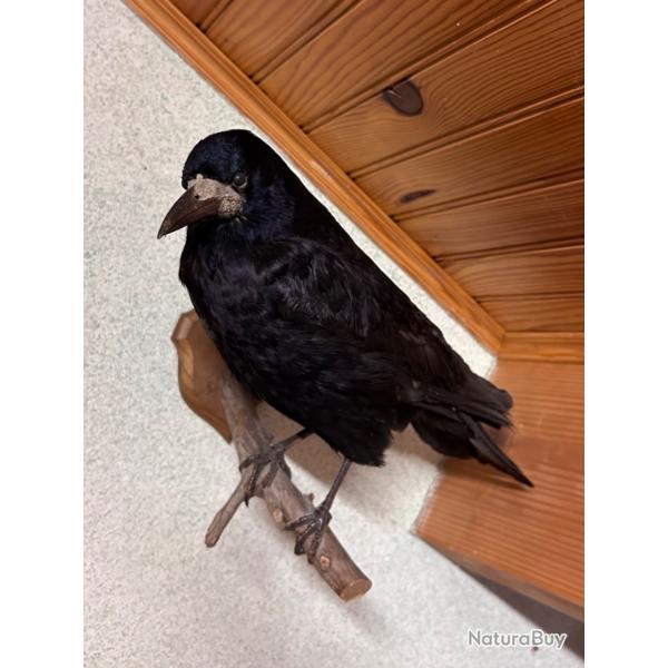 Corbeau Freux naturalis
