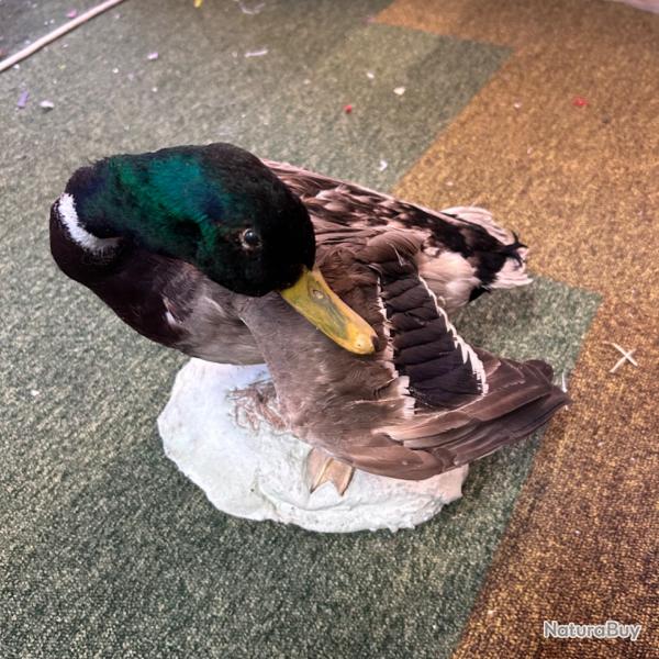 Canard colvert naturalis sur socle
