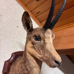 Chamois naturalisé