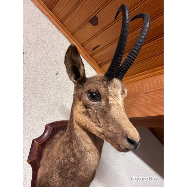Chamois naturalis