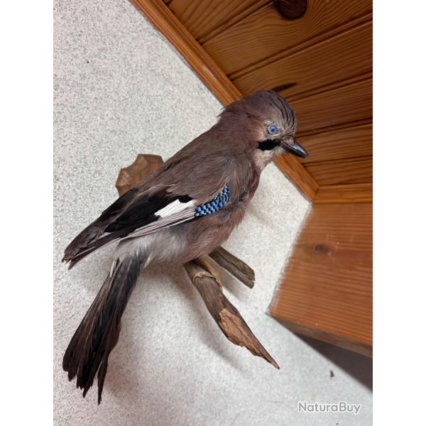 Geai des chnes naturalis