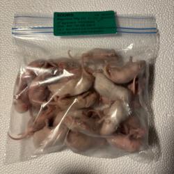 Blanchons souris 5-6g X 25