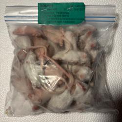 Souris sauteuses 7/10g X 25