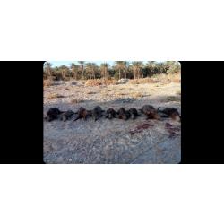 Voyage de chasse Tunisie février 2026