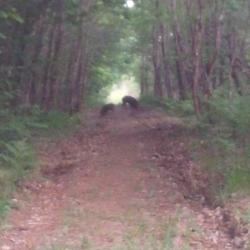 Action de chasse aux gros gibiers en foret de 600 ha aménagée en charente  proche Dordogne 300